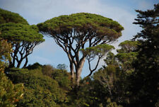 Pinus Pinea Stone Pine Umbrella Pine 5 Seeds  na sprzedaż  PL