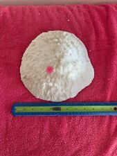 Large dry coral for sale  Glendale