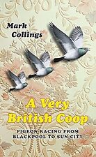 British coop pigeon for sale  UK