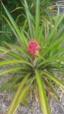 Beautiful red pineapple for sale  Melbourne
