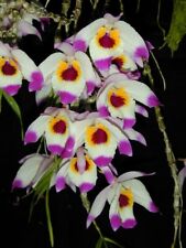 Dendrobium falconeri species usato  Spedire a Italy