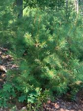 5 pies pino blanco RAÍZ DESNUDA 9 árboles a la venta suministro limitado Pinus strobus segunda mano  Embacar hacia Argentina