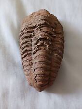 Trilobite fossil for sale  BROMLEY