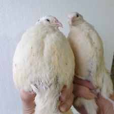 12 Pure XL Jumbo Texas Coturnix Quail hatching eggs. Fast & free 24hr Postage  for sale  NEWRY