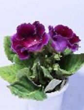 Gloxinia purple empress for sale  Omaha