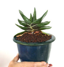 gasteria for sale  Shipping to South Africa