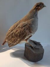 Grey partridge taxidermy for sale  Mahopac