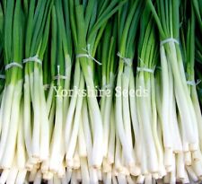 Spring onion seeds for sale  DEWSBURY