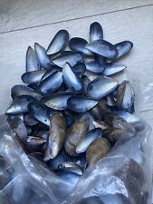 1.5 mussel shells for sale  LONDON