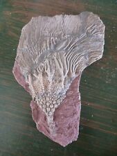 Crinoid fossil for sale  Pittsburgh