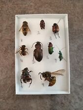 taxidermy insects for sale  PAIGNTON