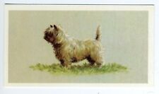 Cairn terrier players for sale  COLEFORD