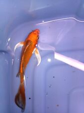 Matsuba butterfly koi for sale  Providence