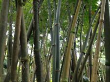 Dendrocalamus strictus | Bambu Calcutá | 20_Sementes, usado comprar usado  Enviando para Brazil
