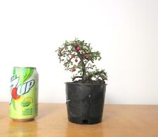 Cotoneaster blooming mame for sale  Garden Grove