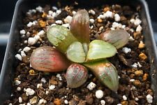 Succulent - Haworthia 'CSP-1' x springbokvlakensis hyb. seedling for sale  Shipping to South Africa