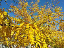 Gleditsia triacanthos honey for sale  ST. ASAPH