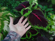 Coleus seed mosaic for sale  Litchfield