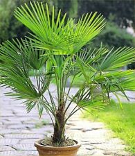 Trachycarpus fortunei palm for sale  LIVERPOOL