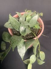 Hoya lacunosa mint for sale  LONDON