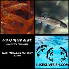 Live feeder fish for sale  Lonoke