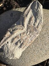 Fossilized crab for sale  Virginia Beach