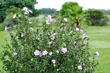 Plants hibiscus syriacus d'occasion  Soisy-sous-Montmorency