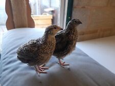 Hatching quail eggs for sale  CREDITON