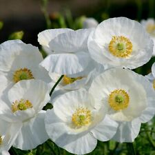 Papaver bridal silk for sale  WITHAM