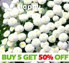 Snow ball flower for sale  DONCASTER