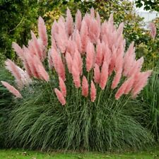 Pink pampas grass for sale  Pelzer