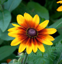 Sonnenhut summerdaisys red gebraucht kaufen  Bad Zwischenahn