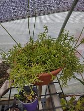 Large rhipsalis cereuscula for sale  Myrtle Beach