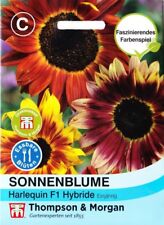 Sunflower harlequin helianthus for sale  Shipping to Ireland