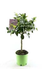 Lime tree lima for sale  Shipping to Ireland