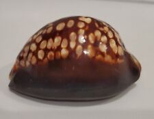 Cypraea Mauritiana Hawaiian Humpback Cowrie Seashell 70mm for sale  Shipping to South Africa