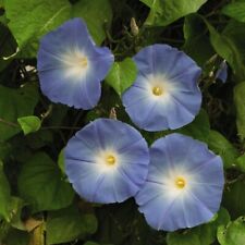 Morning glory seeds for sale  IPSWICH
