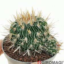 Echinofossulocactus gladiatus  usato  Cortona