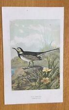 c1880 - Pied Wagtail - Colour Lithograph By Thorburn. for sale  YORK