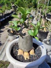 Adenium golden root d'occasion  Expédié en Belgium