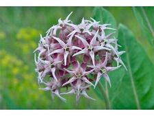 Showy milkweed seeds for sale  Spring