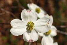 White flowering dogwood for sale  Allentown