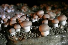 Mycélium champignons paris d'occasion  Clermont-Ferrand-