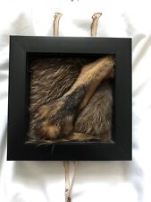 Fox taxidermy foot for sale  BRISTOL
