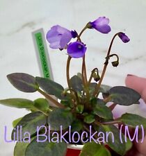 African violet lilla for sale  North Brookfield