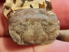 Crabe fossile scalopidia d'occasion  Sessenheim