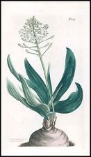 1808 Curtis Botanical ALBUCA PHYSODES Dingy Flower Albuca PL1046 (CB10-6), used for sale  Shipping to South Africa
