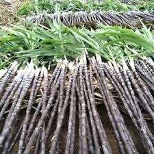150 sementes de cana-de-açúcar preta sacarum orgânico de cana-de-açúcar comprar usado  Enviando para Brazil