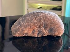 Chilean ammonite fossil gebraucht kaufen  Wuppertal
