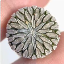 1.3-1.5cm Cactus Succulent Live Plant Pelecyphora aselliformis beautiful Plant for sale  Shipping to South Africa